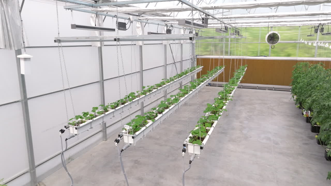 Diverse lettuce grown with the Hydroponic method in a greenhouse
