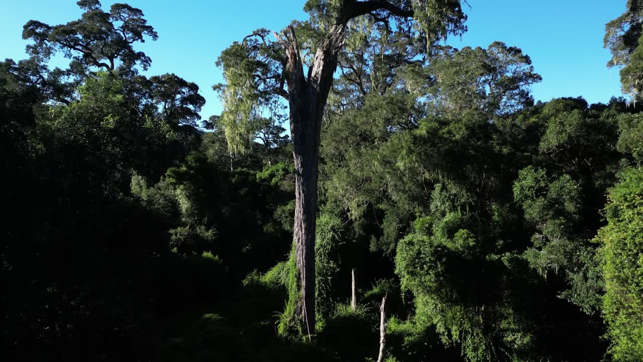 La foresta indigena dell'Africa meridionale.