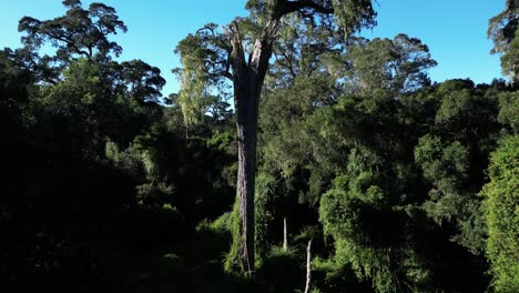 The Indigenous forest of Southern Africa