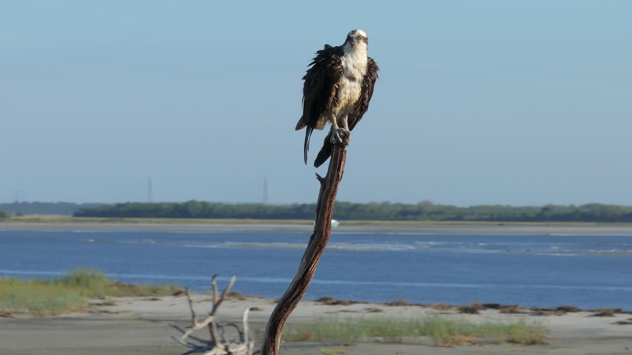 Osprey perched on a tree