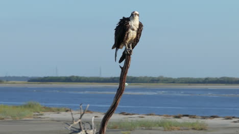 osprey perched on a tree