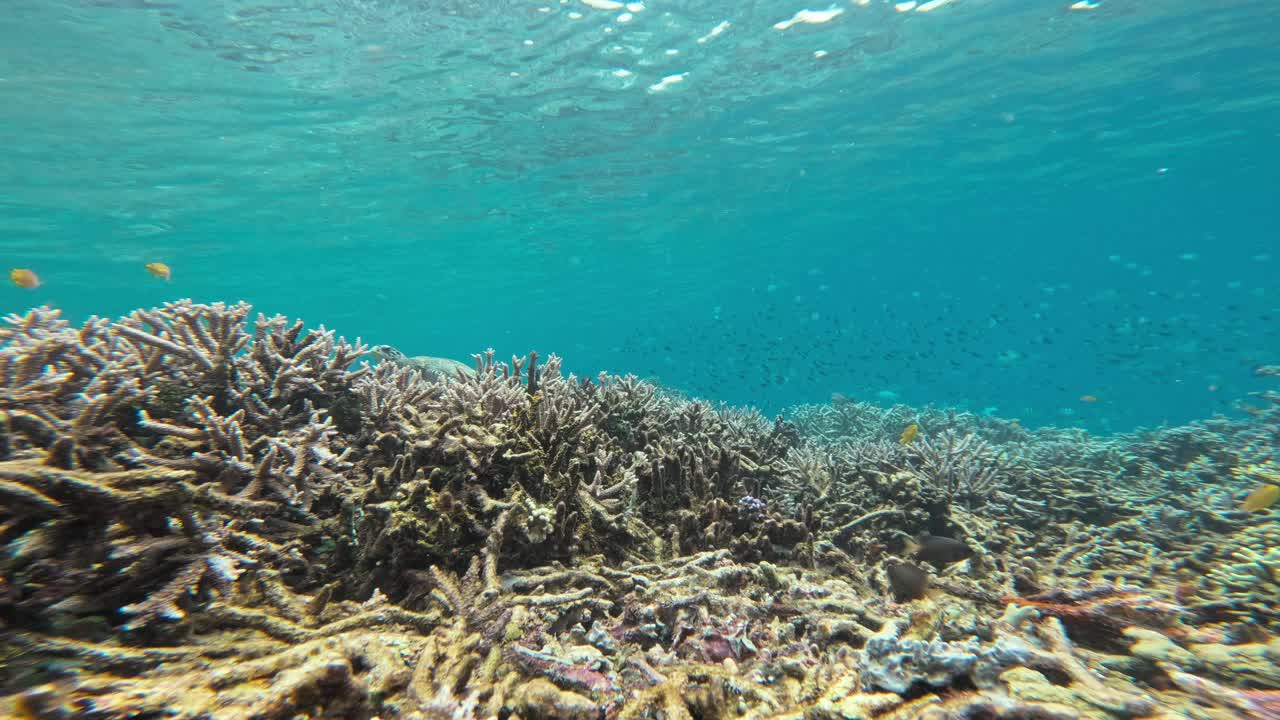 una tortuga marina nada en la distancia entre los vivos arrecifes de coral
