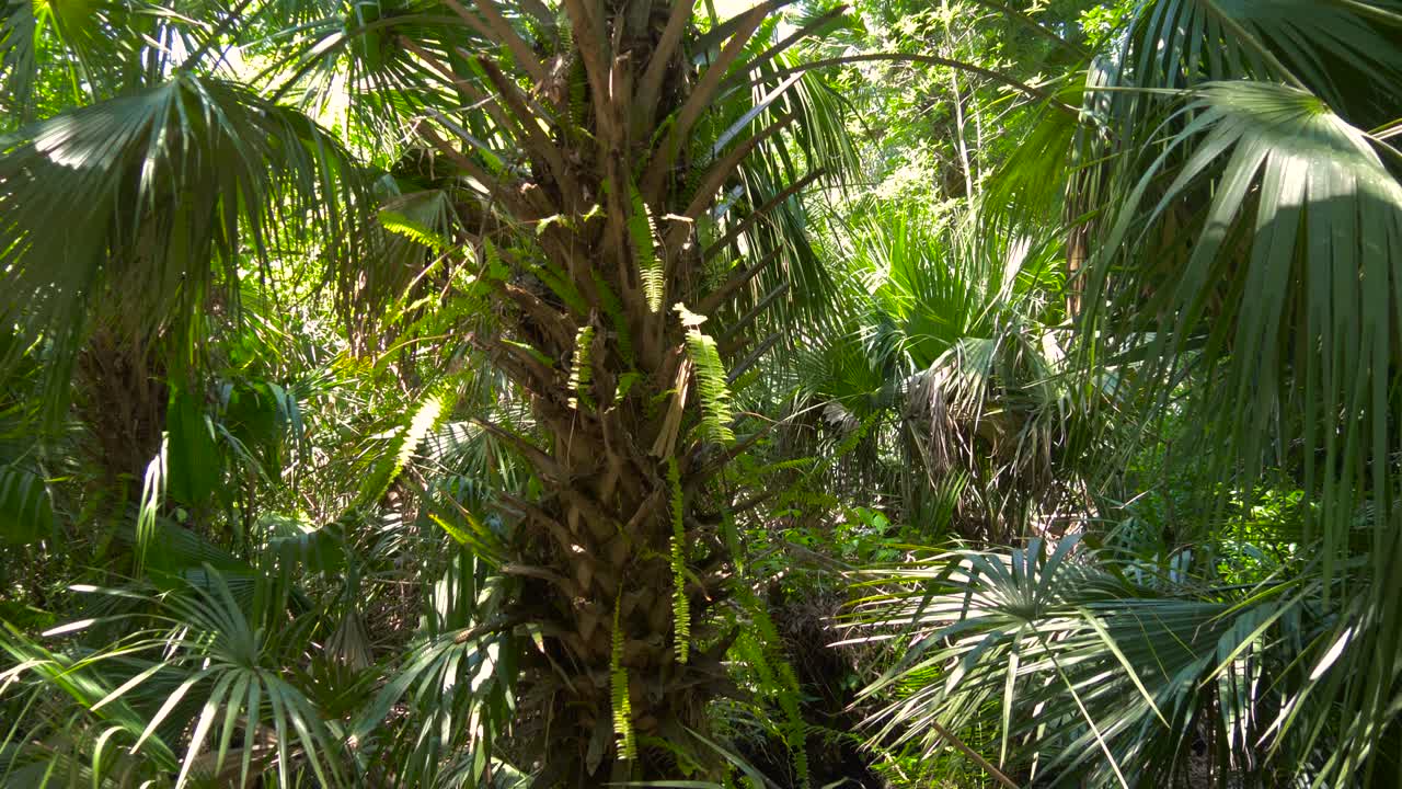 el exuberante follaje verde en la selva tropical