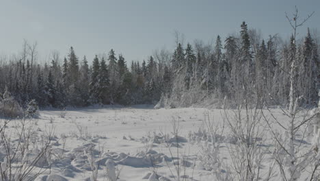 a remote snow covered tree line on a sunny winter day.