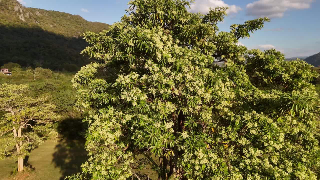 Des vidéos aériennes prises par drone capturent un arbre tropical luxuriant en pleine floraison avec des fleurs blanches dans une vallée.