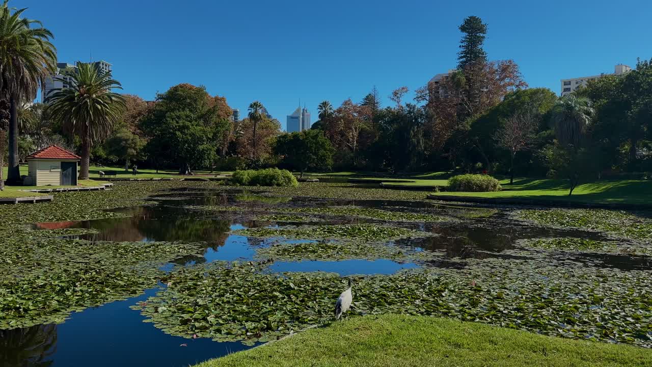 스 가든스 퍼스 (queen's gardens perth) 는 호수와 하 이비스 새에 있는 수풀 드 (water lily pads) 이다.