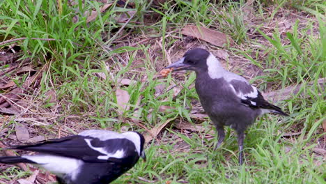 a juvenile australian magpie being fed by its mother