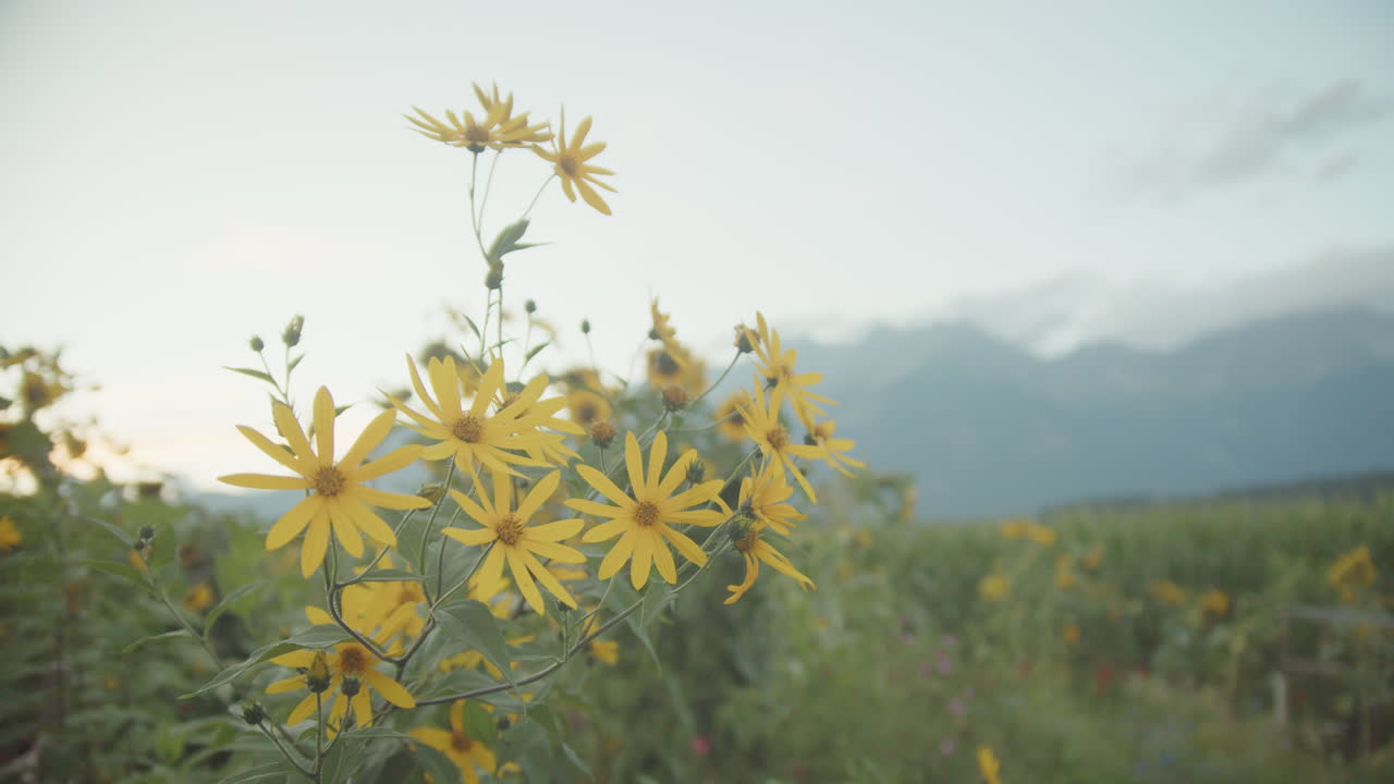 Aerial view of springtime in the Austrian Alps where snow still lingers on the slopes as meltwater flows through green meadows