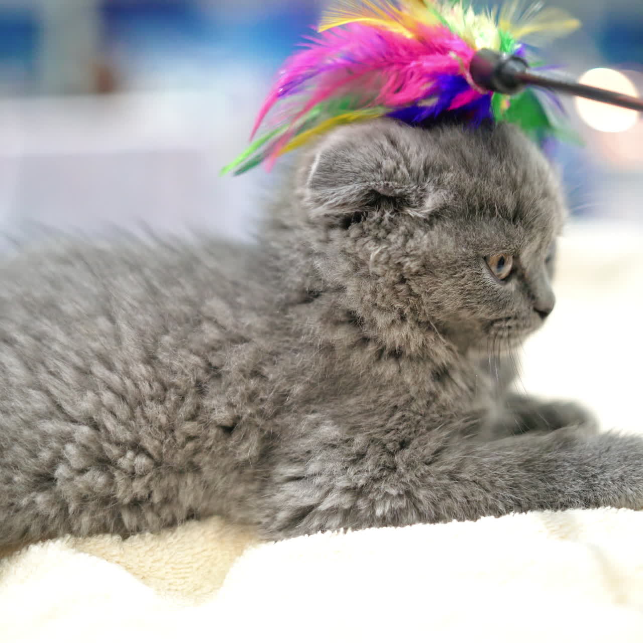 Close up lovely scottish fold cat. Playful, cute, and beautiful cat.
