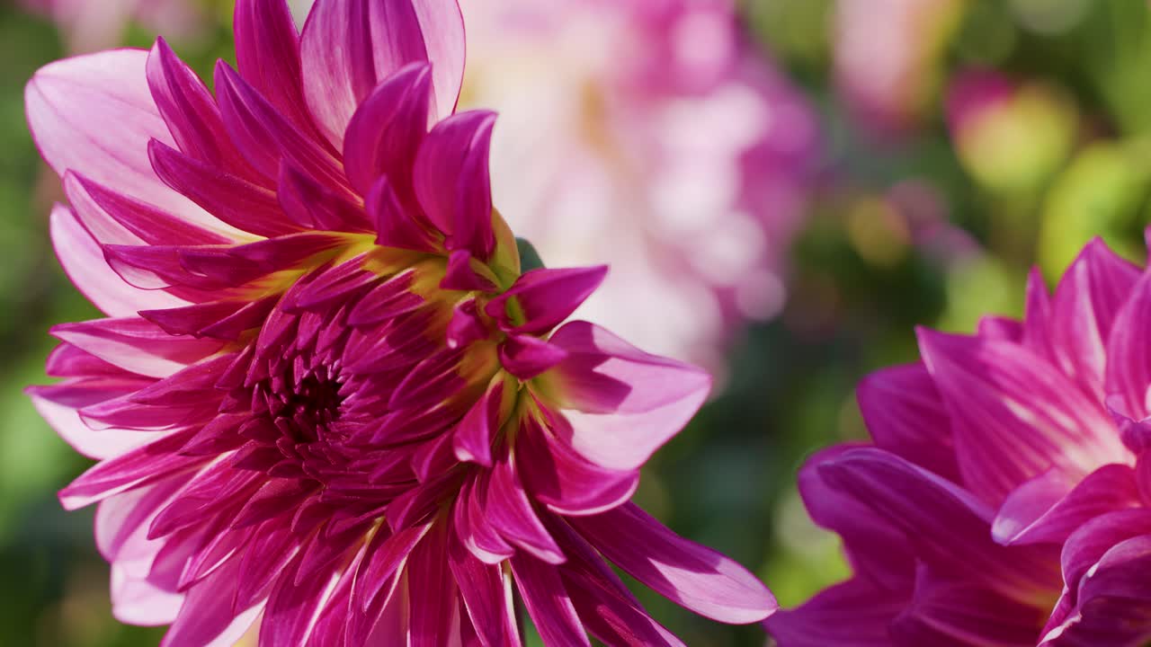 Macro shot of vibrant pink Dahlia flower, shallow depth, natural sunlight, gentle camera movement
