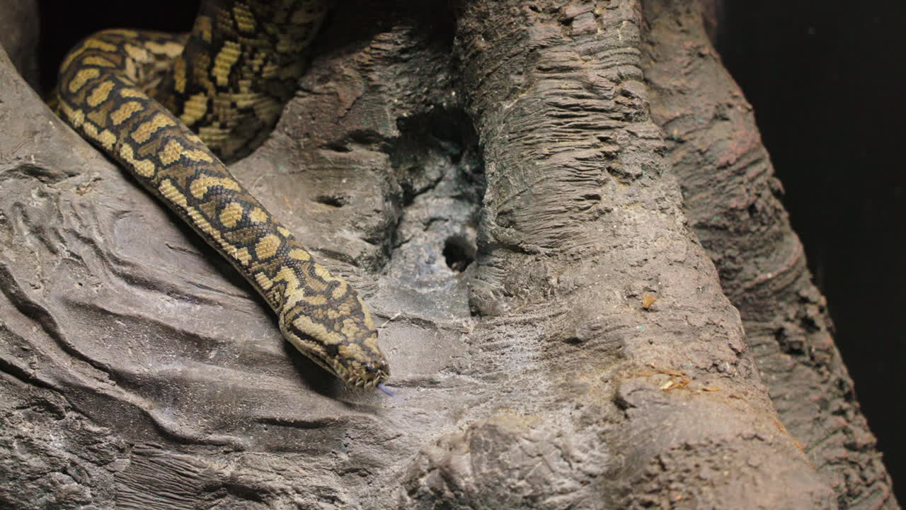 Slow motion shot of a large python snake leaving its position within a large tree