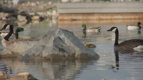 ganso canadiense y ganso flotando entre otros patos en un estanque