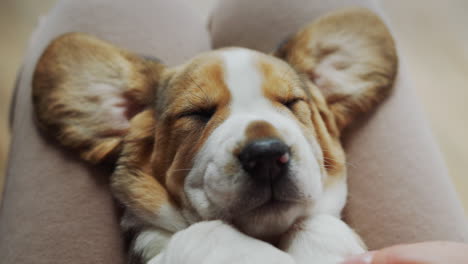 mujer jugando con divertido cachorro de beagle soñoliento