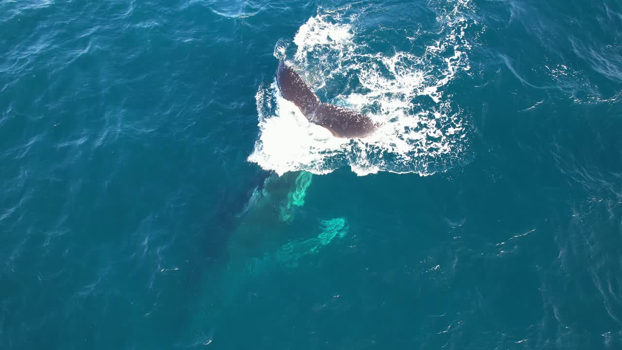 Humpback Whale Spouting In Water