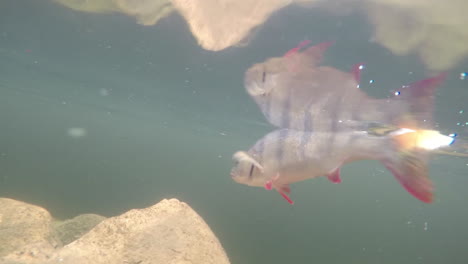 imágenes submarinas de una perca nadando después de ser liberada en el agua