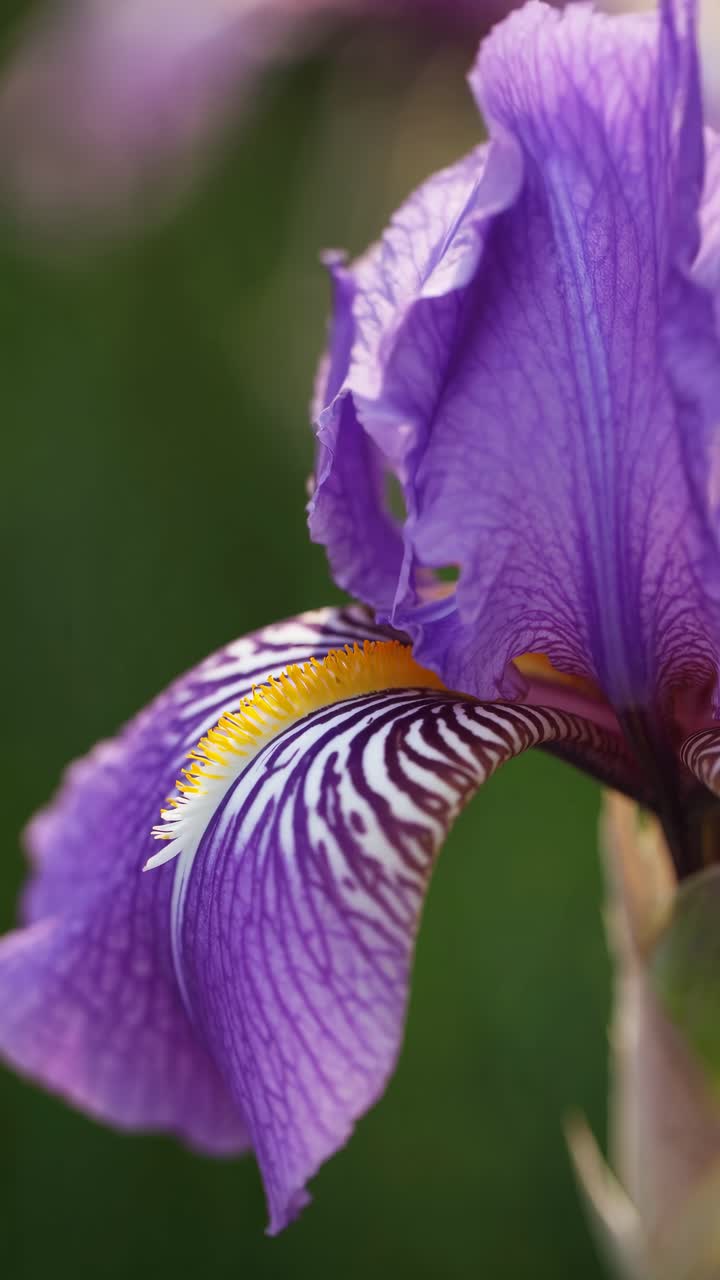 Videostandbild: Nahaufnahme einer leuchtend violetten Irisblüte, die komplexe Blütendetails und lebendige Farben präsentiert.