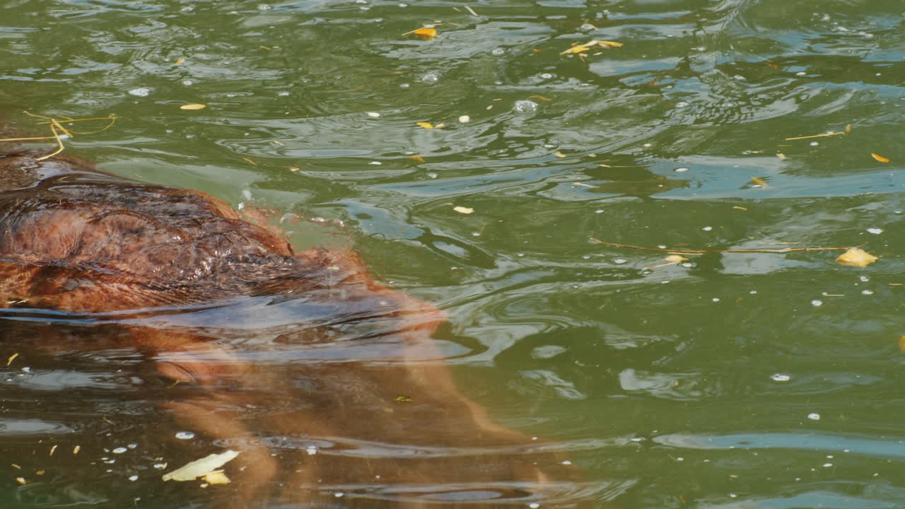 물에서 나오는 하마 머리