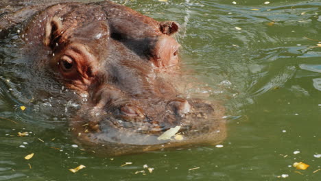 Nilpferdkopf-Taucht-Aus-Dem-Wasser-Auf