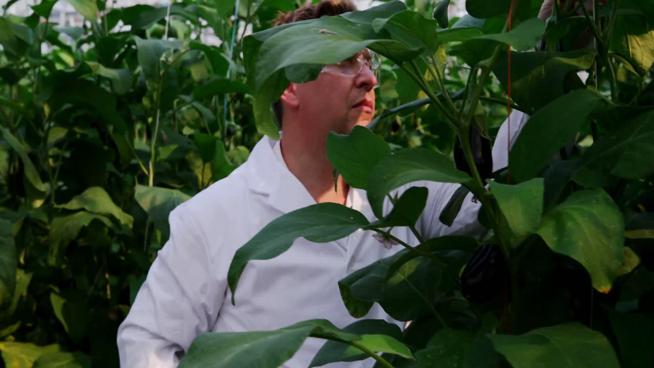 científico examinando las berenjenas en el invernadero 4k