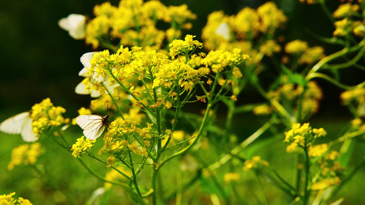 Tiny white butterflies flutter among vibrant yellow wildflowers. Sunlight highlights delicate wings and bright blooms. Gentle breeze moves petals and insects. Perfect for nature, spring