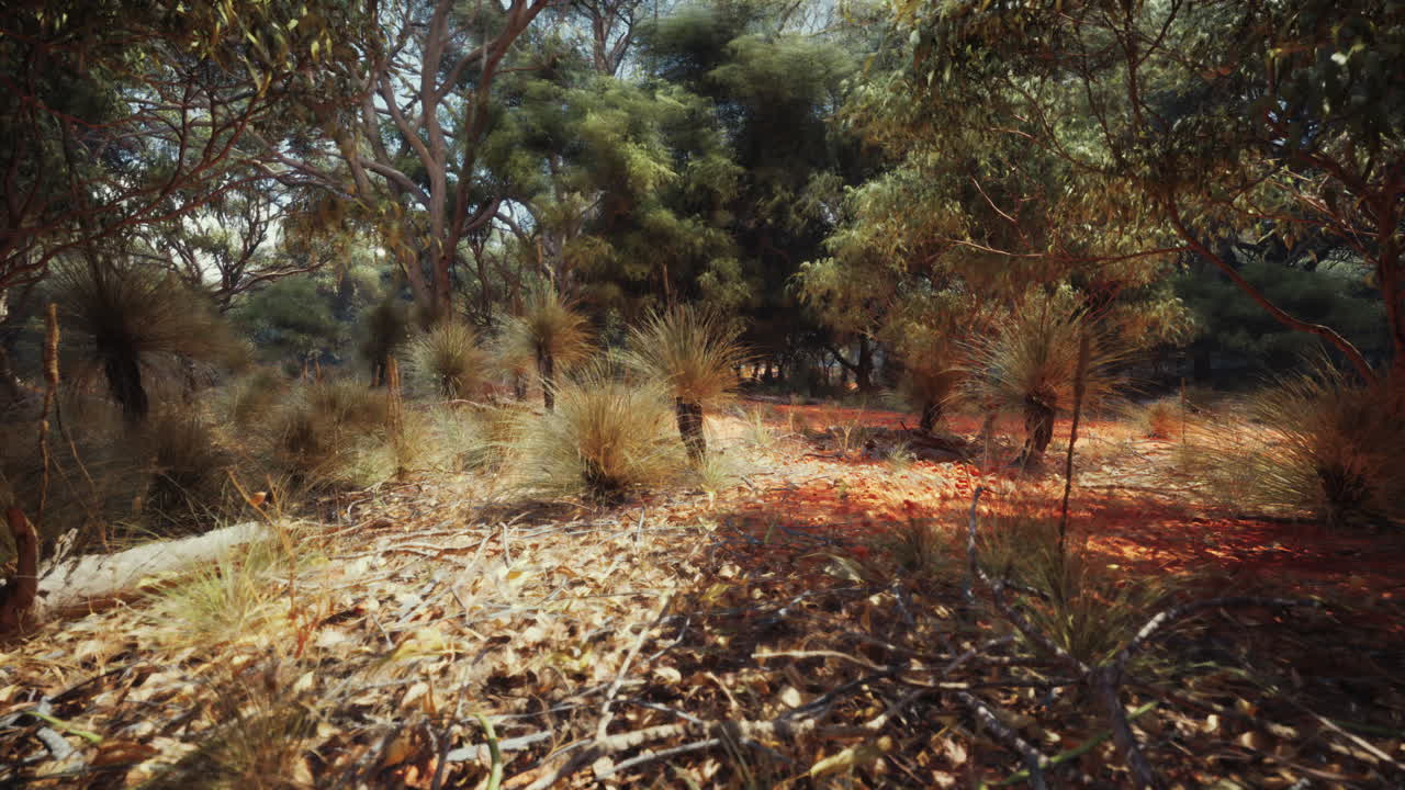 prado de sabana y el bosque