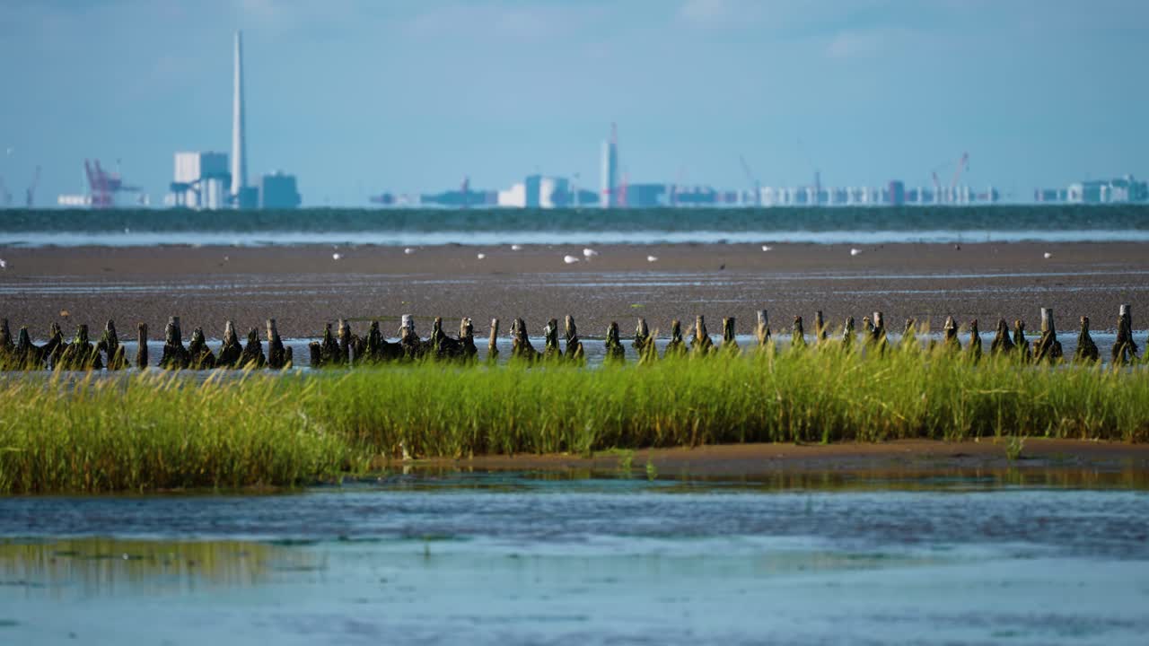Lush green grass and sandy shallows of the Danish coast