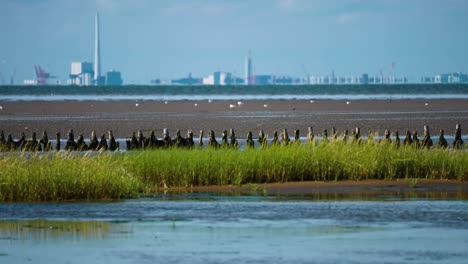 lush green grass and sandy shallows of the danish coast