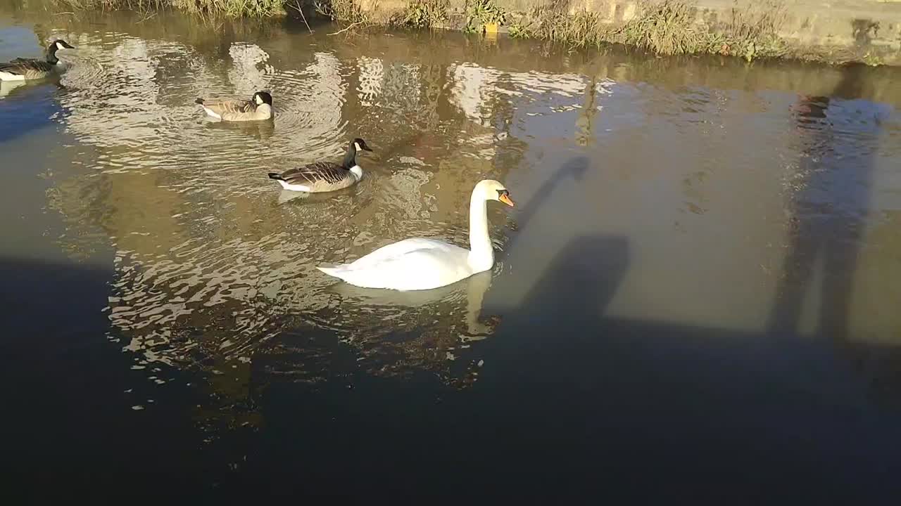 gansos y cisnes deslizándose en el río támesis, richmond