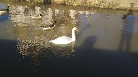 Geese-and-Swan-gliding-on-the-River-Thames,-Richmond