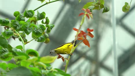 Pájaro-Cantor-Volando-Por-Los-Jardines-Junto-A-La-Bahía-En-Singapur,-Parte-1