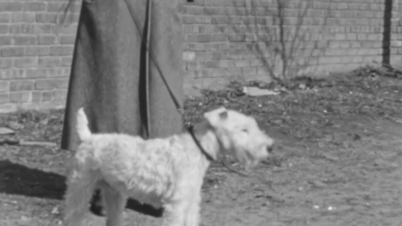 собака-фокс-терьер на ежедневной прогулке с владельцем на открытом воздухе