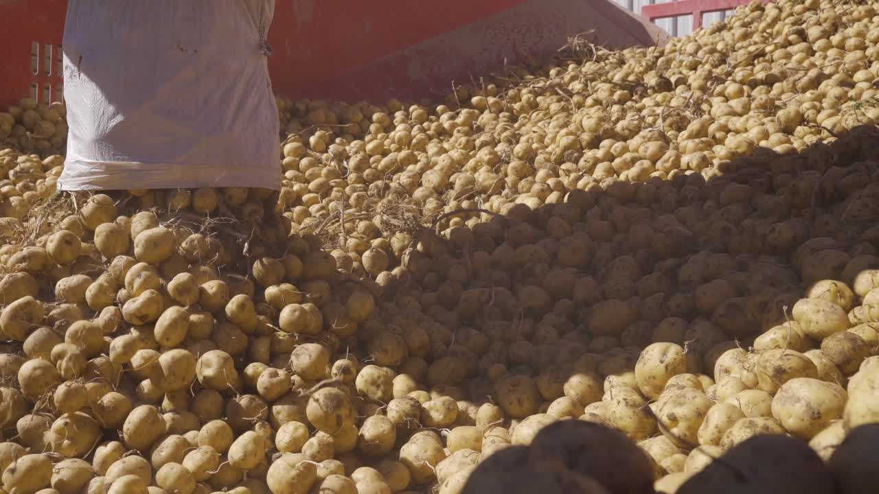 las patatas fritas están en el transportador.