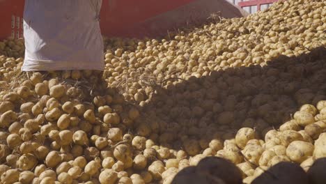 Las-Patatas-Fritas-Están-En-El-Transportador.