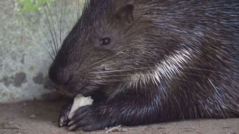 malayan porcupine or himalayan porcupine, hystrix brachyura covered with spiky quills eating roots with two hands holding it, wildlife close up shot