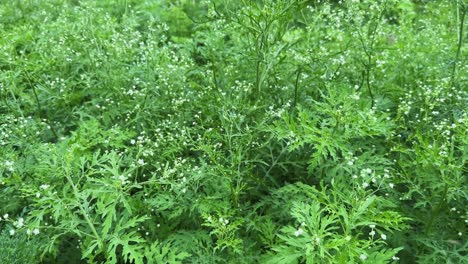 tracking shot of carrot grass, also known as parthenium hysterophorus it's a invasive weed, native to the american tropics, and is also known as congress grass or santa maria feverfew