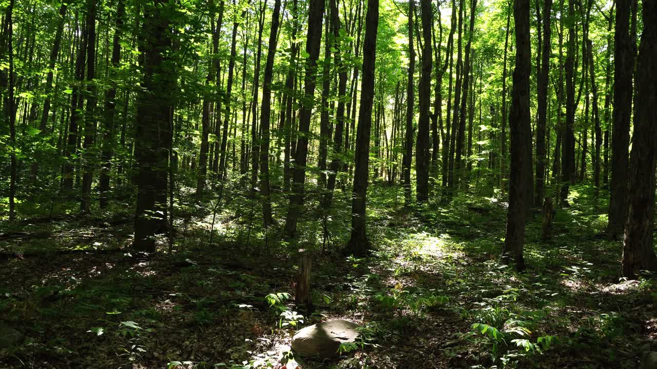 La luce del sole filtra tra gli alberi di questa foresta lussureggiante e meravigliosa, creando uno spettacolo incredibile da ammirare.