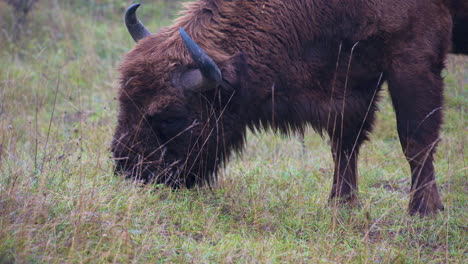 Peludo-Bisonte-Europeo-Bonasus-Toro-Pastando-En-Un-Campo-De-Hierba,chequia