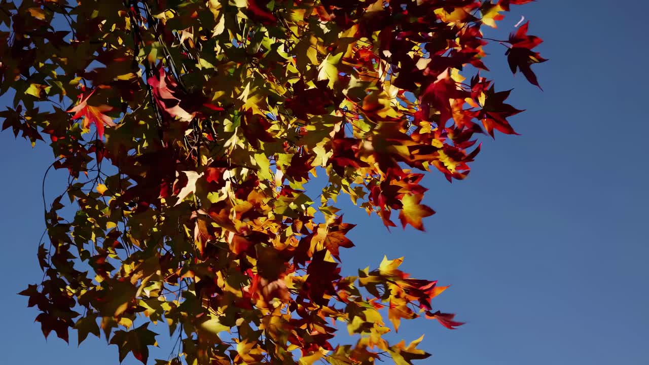 Low-angle video shot of vibrant autumn leaves against a clear blue sky, capturing the essence