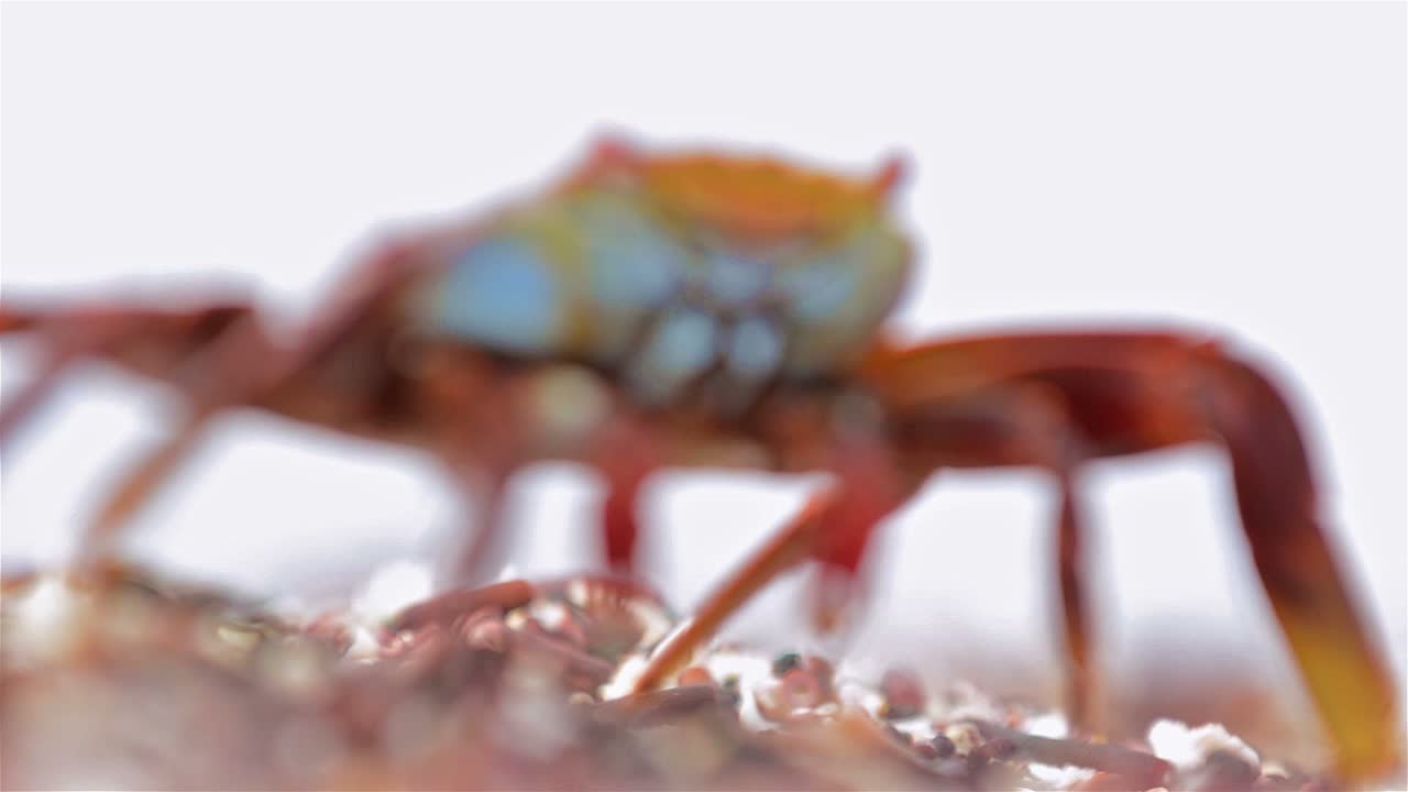 갈라파고스 제도의 페르난디나 섬에 있는 푼타 에스피노자에서 샐리 라이트풋 크랩의 근접 촬영