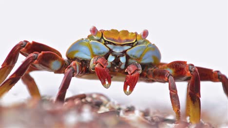 Nahaufnahme-Einer-Sally-Lightfoot-Krabbe-Bei-Punta-Espinoza-Auf-Der-Insel-Fernandina-Auf-Den-Galapagos-Inseln?