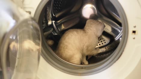 funny kitten plays in washing machine