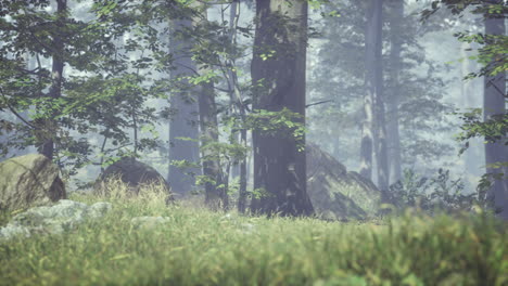 green grass in the forest at sunny summer morning