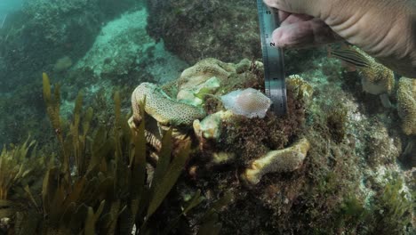 a scuba diver taking measurement and data collection on a sea snail cowry underwater