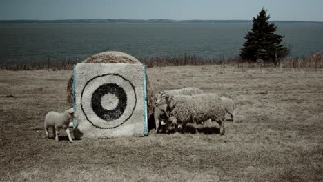 sheep is mowing around an archery aim next to the sea