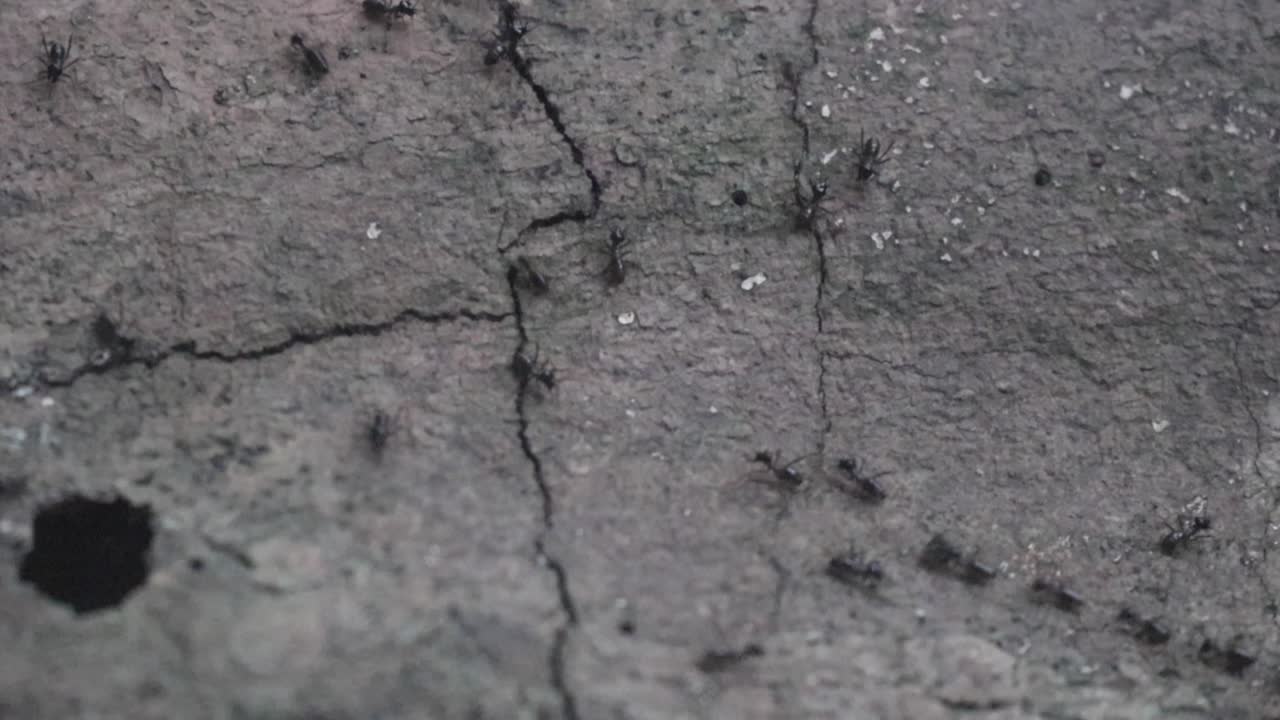 정글 에서 나무  ⁇ 어리 를 가로질러 달리는 개미 부대