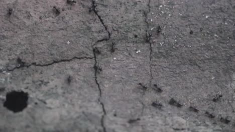 ant troop running cross over a tree stump in a jungle