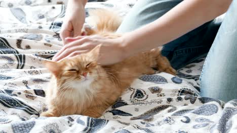 woman combs a cute ginger cat fur. fluffy pet frowning of pleasure