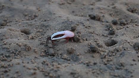 sea-crabs-on-a-beach,-aquatic-crabs,-fiddler-crabs,-red-crab,-Mangrove-Crab,-one-legged-crab