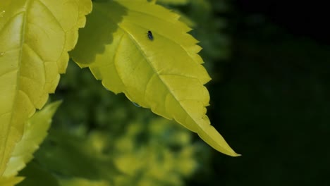 una mosca en una hoja