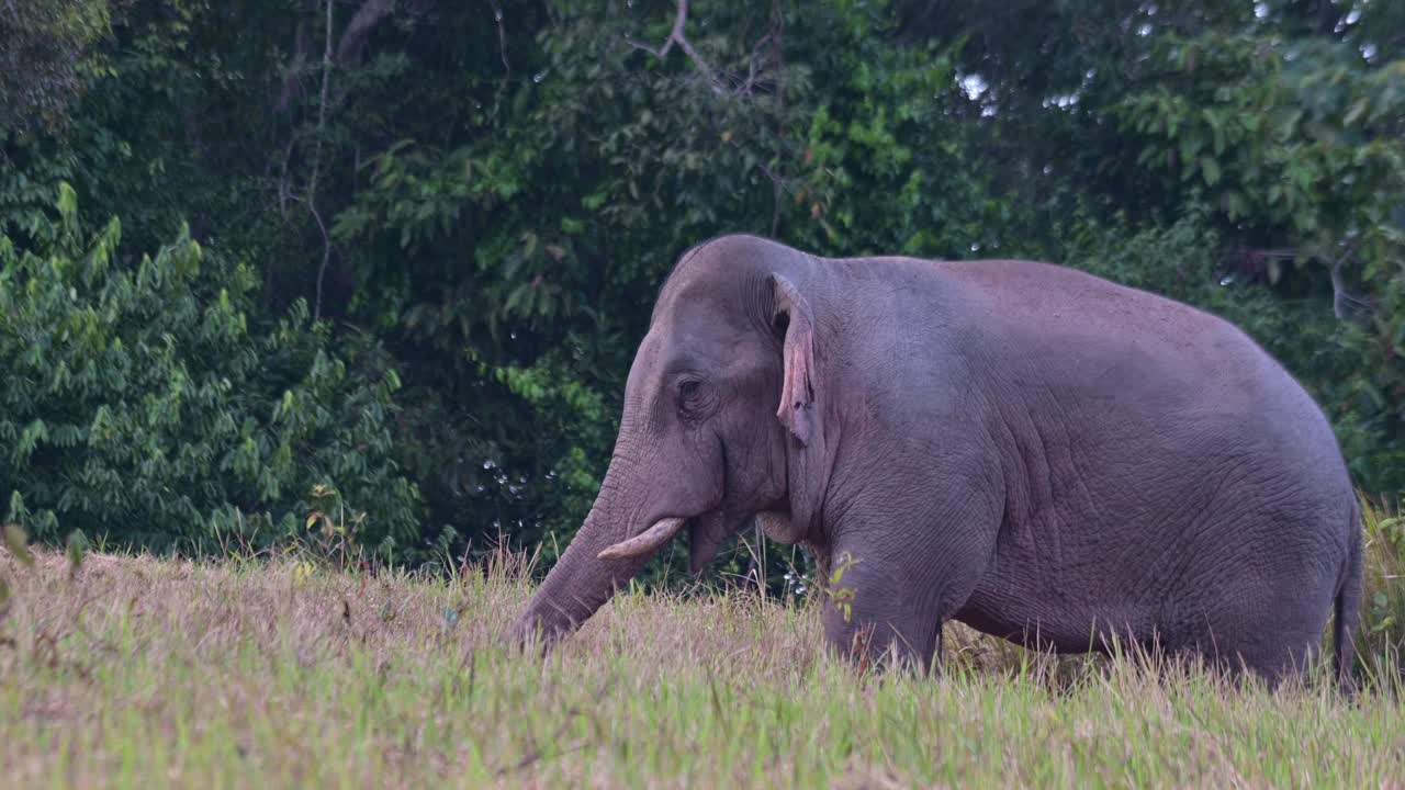 moviendo su tronco mientras mira hacia la izquierda mientras la cámara hace zoom, el elefante indio elephas maximus indicus, tailandia